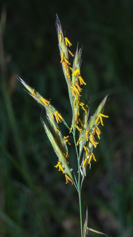 Poaceae - Bromopsis erecta  (+Festuca arundinacea)